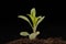 A small green plant on the black soil. Green leaves of a young colorful flower