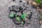 Small green plant broke and sprouted through the asphalt, the co