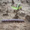 SMALL GREEN PLANT AND CENTIPEDE DISPLAY