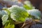 Small green plant covered with a light dusting of snow