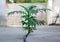 a small green plant in a crack in concrete should be a conservation of nature and the environment. A few small trees that grow