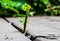 A small green plant emerges from a wooden platform