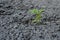 Small green plant germinating through asphalt