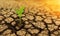 A small green plant growing in a crack in a dry, cracked ground surrounded by a barren landscape a mix of dirt and rock