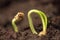 Small green plant growing in ground germinating from seeds springtime summer nature process