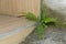 Small green plant growing out of muddy concrete