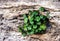 Small green plant growing out of rough stone wall with tiny dark green leaves