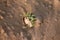 Small green plant growing from soil pile