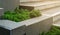 The small green plant that is grown at the outdoor staircase of an office building, concept image for corporate buildings