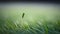 a small green plant sticking out of the green grass of a field. generative ai