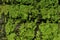 Small green plants covering wet stones