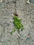 Small, green plants grew in a crack of gray asphalt.