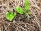 Small green plants grow from dry grass in summer. shoots make their way through the grass layer. greenhouse crops. growing feed