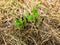 Small green plants grow from grass. sprouts of the future shrub. tiny green leaves among the dry lawn. gardening, cultivation of