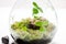 Small green plants in a jar with self ecosystem