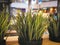 Small Green Potted Plants on Wooden Table