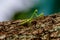 A Small Green Praying Mantis Perched on Bark