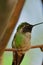 Small green and red hummingbird in Arizona, USA