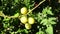 Small green and red tomatoes ripen in the farm.