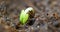 Small green rose plant growing in ground germinating from seed, springtime summer timelapse