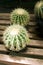 Small green round sphere cactus with white yellow spikes used for decoration sitting on wooden table.