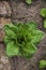 Small green salad seedlings in the vegetable garden