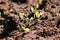 Small green seedling of arugula growing from soil in organic vegetable garden. arugula has grown in popularity as a