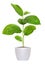 Small green seedling in a flowerpot isolated over white