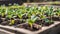 Small green seedlings in the garden.