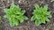 Small green seedlings in the garden.