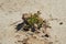 Small green shoots make their way through the sandy arid yellow soil in the summer afternoon