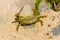 A small green shore crab Carcinus maenas seen in a shallow rock pool at Lyme Regis in Dorset