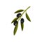 Small green sprig with three black olives and leaves. Organic food. Healthy and tasty product. Flat vector icon