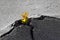Small green sprout grows in cracked asphalt