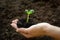 Small green sprout in the hand against the background of the soil. Seasonal agricultural work