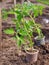 Small green sprout tomato plant on pot before planting