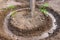 Small green sprout tomato plant on pot before planting