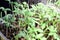 small green sprouts of tomato seedlings