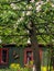 Small green storage shed by flowering tree