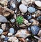 Small green succulent growing on stones filled ground