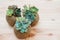 Small green succulent plant in rope ball pot on wooden background