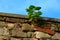 Small green sunflower plant growing out of brick and stone wall joint