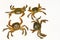 Small green tidal crabs or rice field crabs on white background