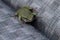 A Small Green Toad Relaxing On A Lawn Chair