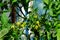 Small green tomato fruits with yellow flowers hang on the stems on the background of a greenhouse in the village of Yakutia