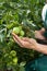 Small green tomatoes