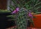 Small green tree with cute purple flowers cactus.