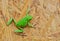 Small green tree frog hold on oriented strand board outoor