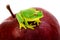 Small green tree frog sitting on apple