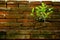 Small green tree Inserted on the old brick wall.
